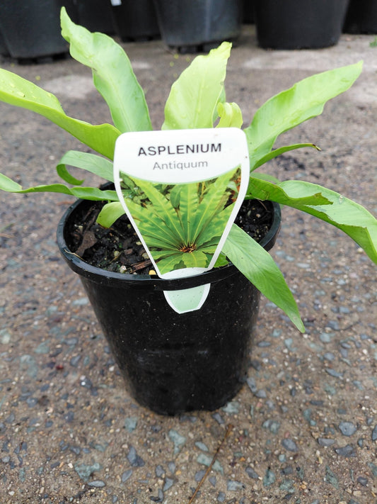 Japanese Bird’s Nest Fern (Asplenium antiquum) - Ladybird Nursery