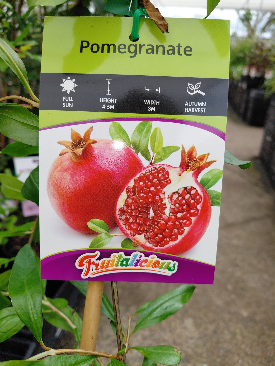 Pomegranate 'Gulosha Azerbaijani' - Large - Ladybird Nursery