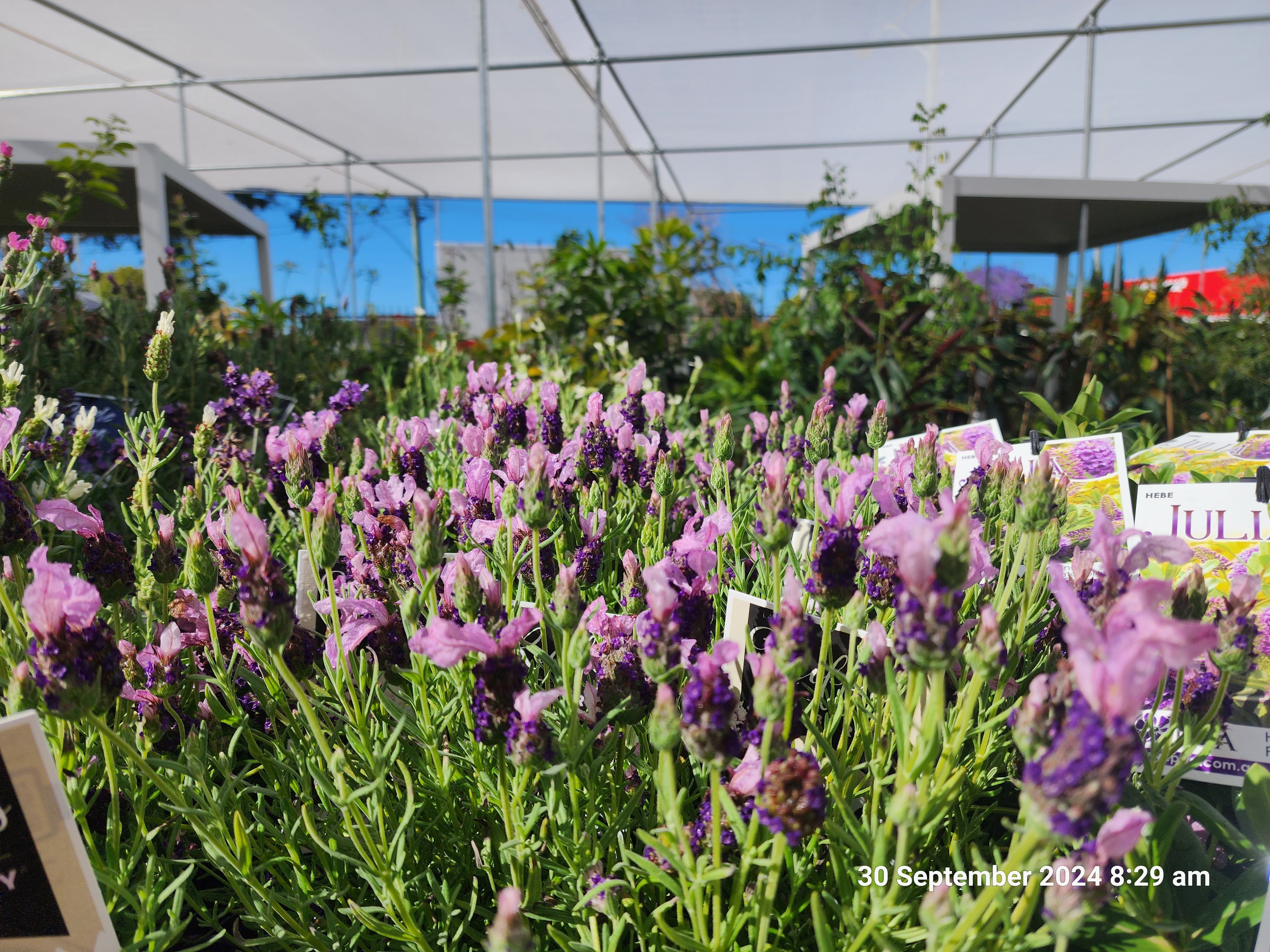 Close-up of blooming lavender plants with purple flower spikes under nursery shade cloth on a sunny day