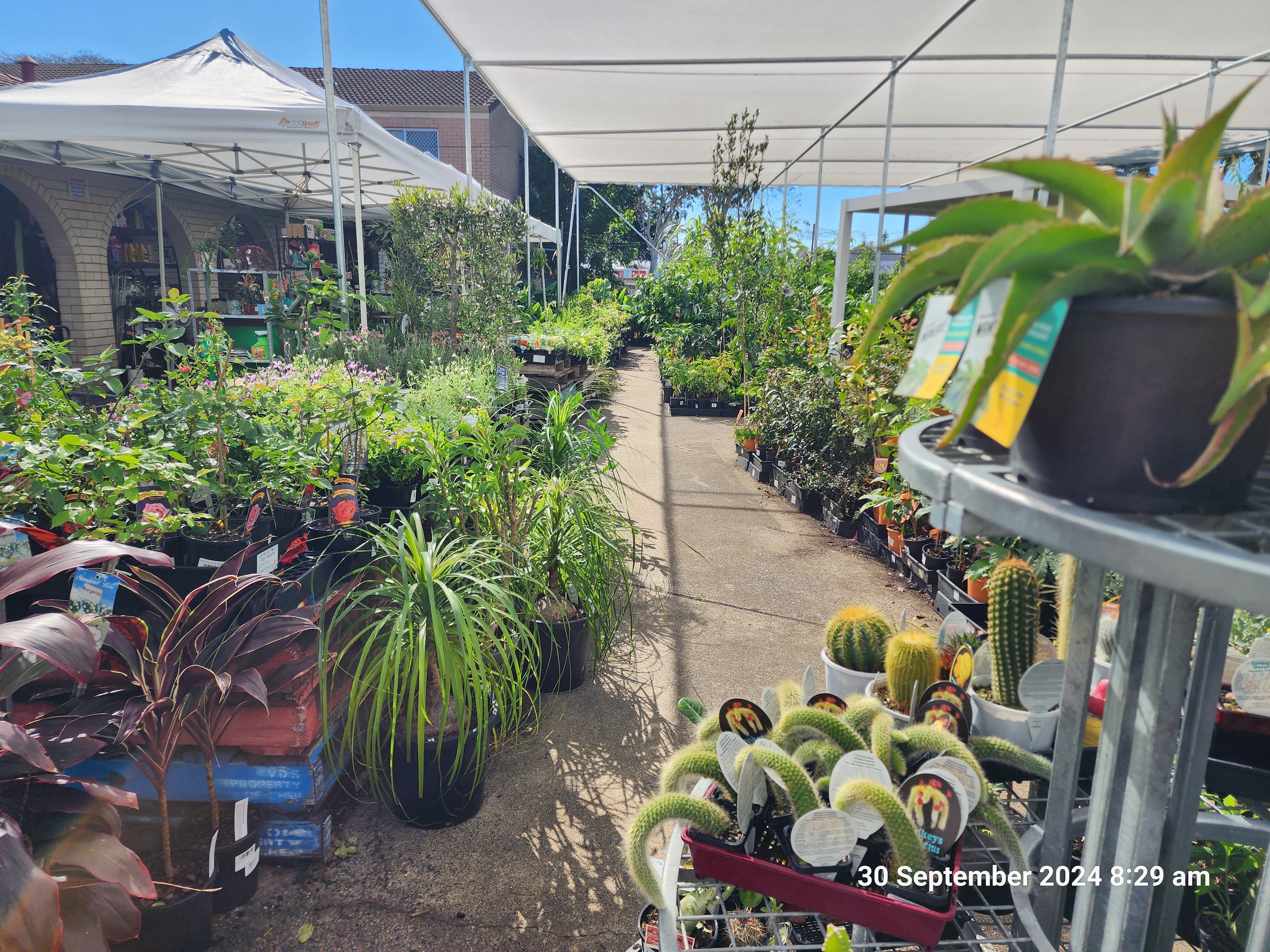 Outdoor nursery aisle with various potted plants including succulents, leafy greens, and small shrubs under white shade cloths