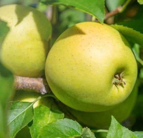 Super Dwarf Apple 'Golden Delicious' - Ladybird Nursery