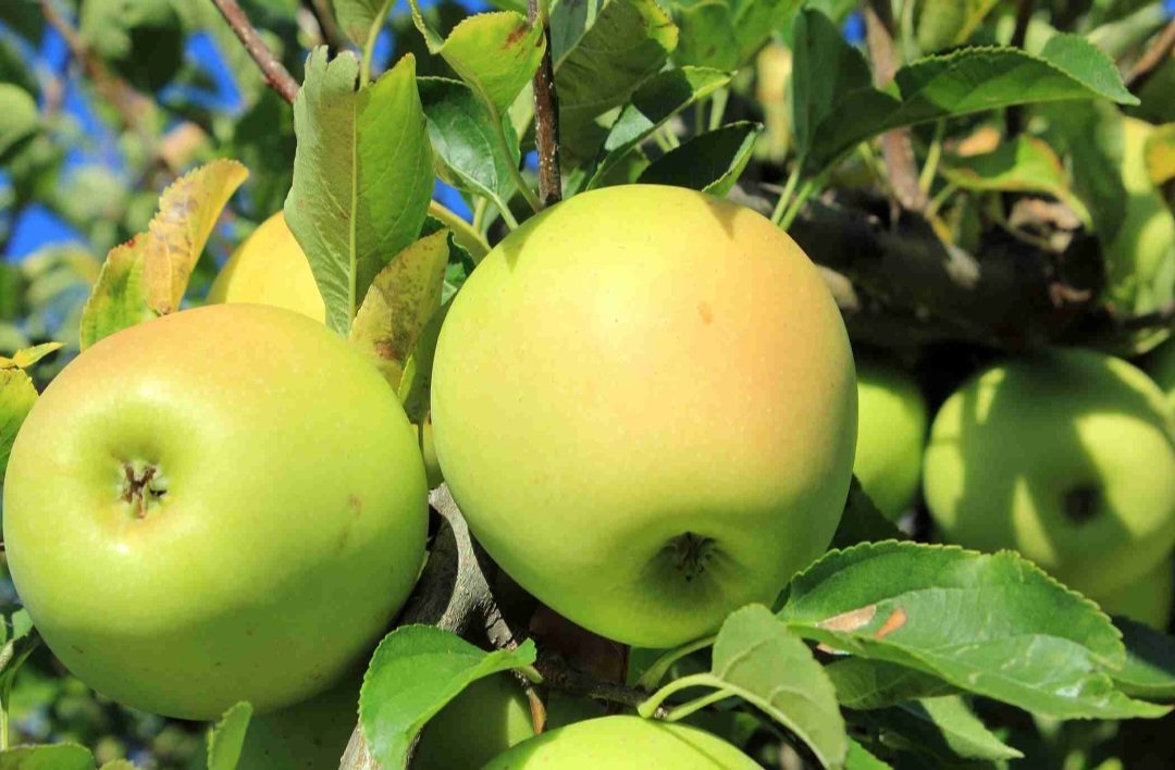 Semi Dwarf Apple 'Golden Delicious' - Ladybird Nursery