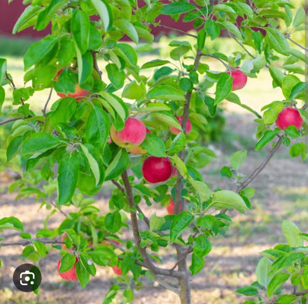 Gala Apple - Ladybird Nursery