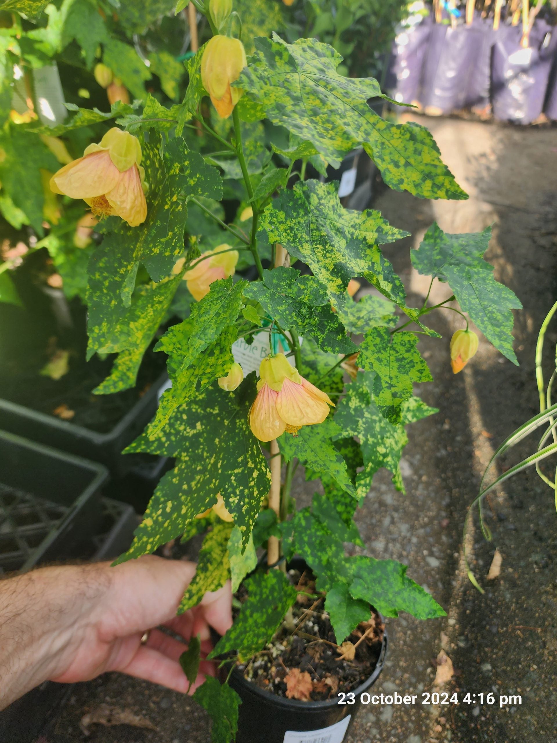 Chinese Lantern Marble Bell (Abutilon Marble)