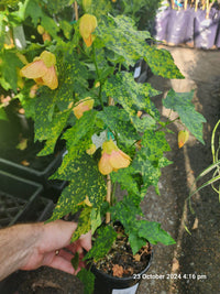 Chinese Lantern Marble Bell (Abutilon Marble)