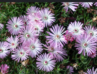Ice Plant Candy Pink (Mesembryanthemum)
