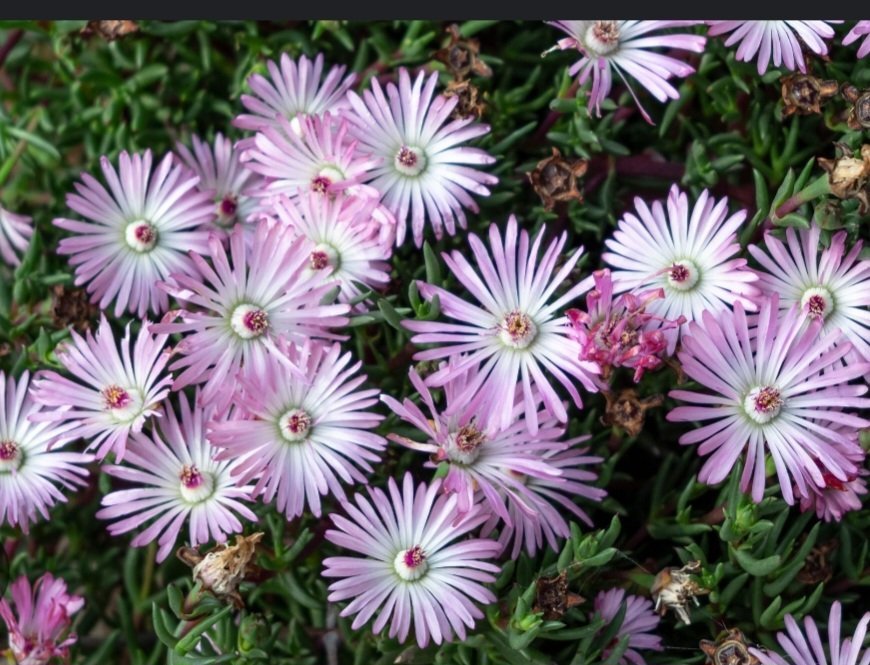 Ice Plant Candy Pink (Mesembryanthemum) - Ladybird Nursery