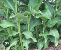 Arrowroot (Canna edulis)