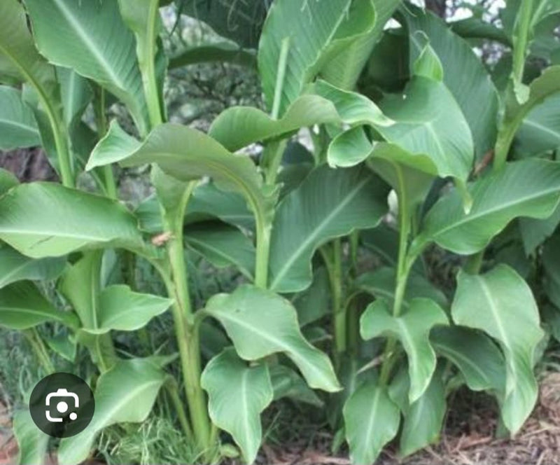 Arrowroot (Canna edulis)