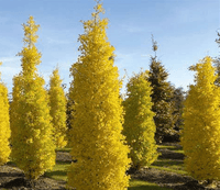 Ginkgo Biloba Blagon Fanfare