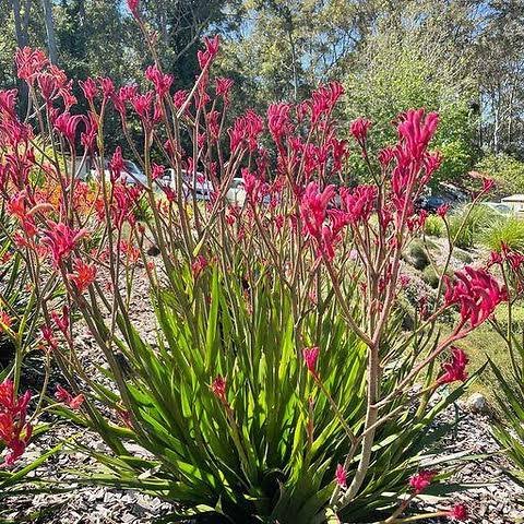 Kangaroo Paw 'Bush Princess' (Anigozanthos)