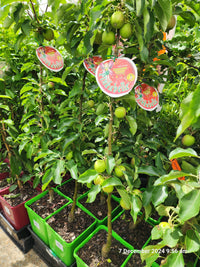 Dwarf Apple Pinkabelle (Pink Lady) PBR