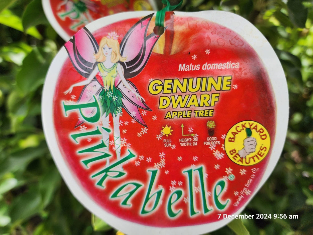 Dwarf Apple Pinkabelle (Pink Lady) PBR - Ladybird Nursery