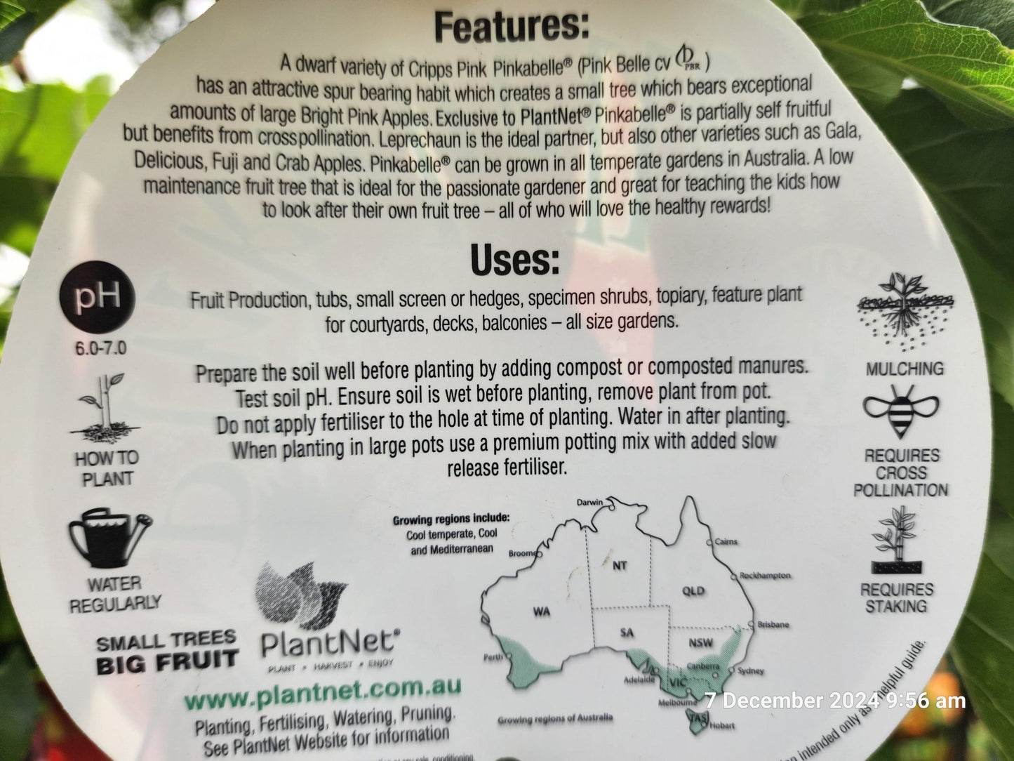 Dwarf Apple Pinkabelle (Pink Lady) PBR