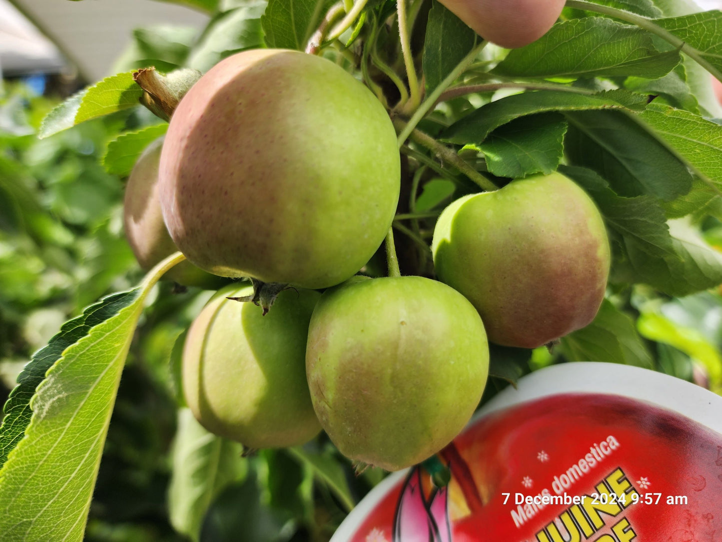 Dwarf Apple Pinkabelle (Pink Lady) PBR