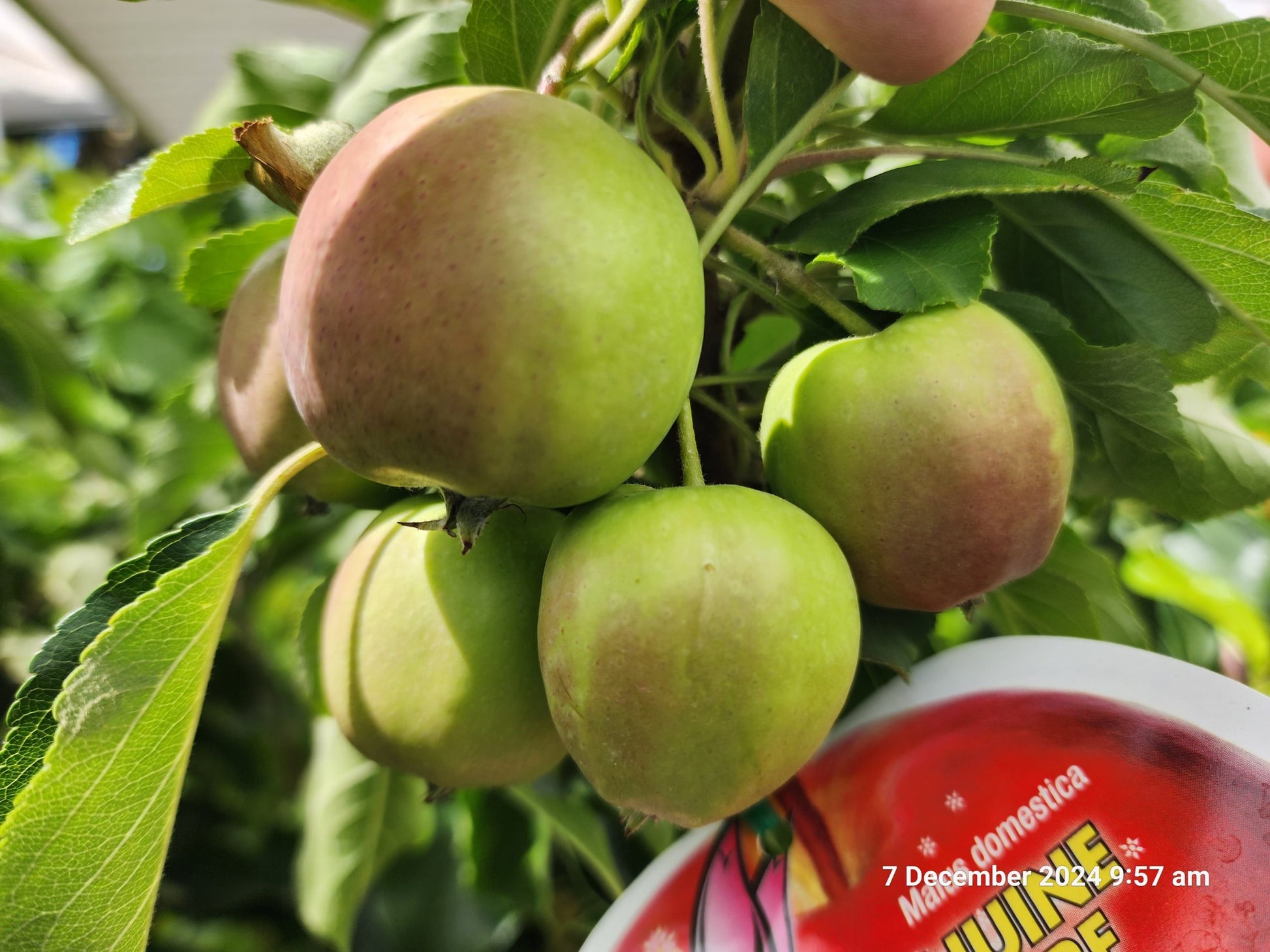 Dwarf Apple Pinkabelle (Pink Lady) PBR