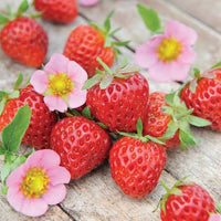 Strawberry 'Pinkie'