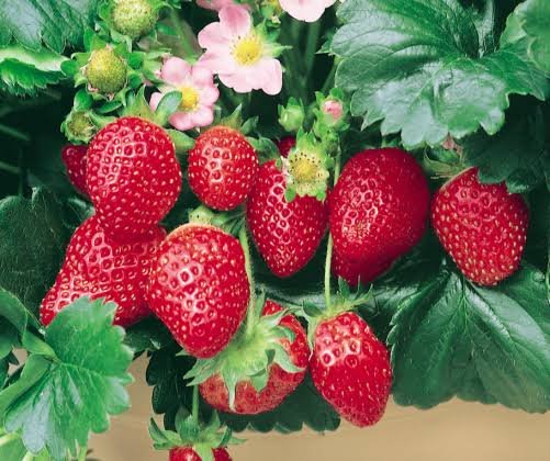 Strawberry 'Pinkie'