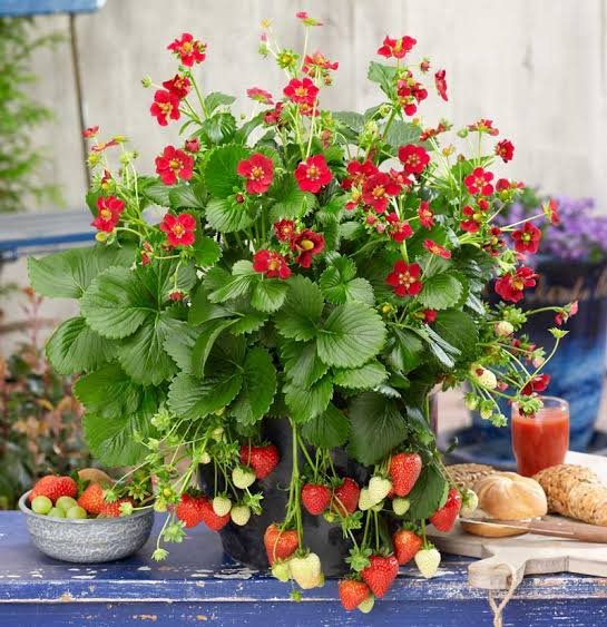 Strawberry 'Ruby Red'