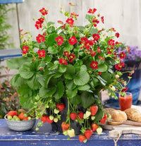 Strawberry 'Ruby Red'