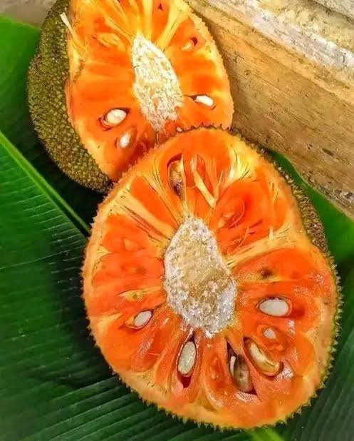 Red Jackfruit (Atocarpus Rajang)