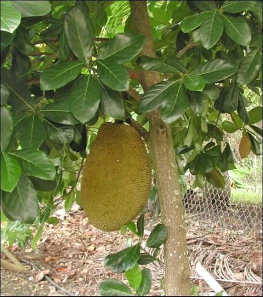 Crunchy Gold Jackfruit