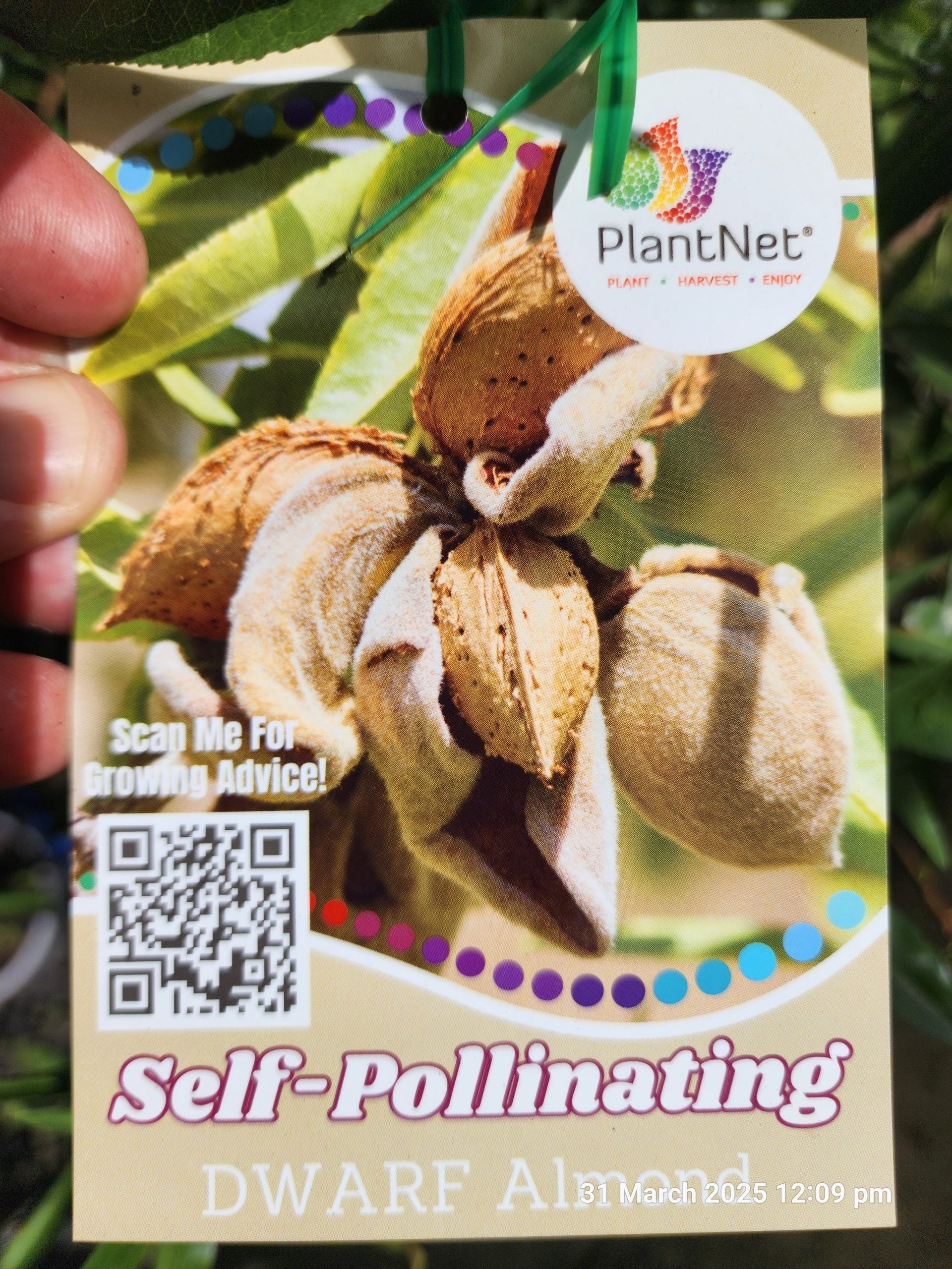 Dwarf Almond Self Pollinating