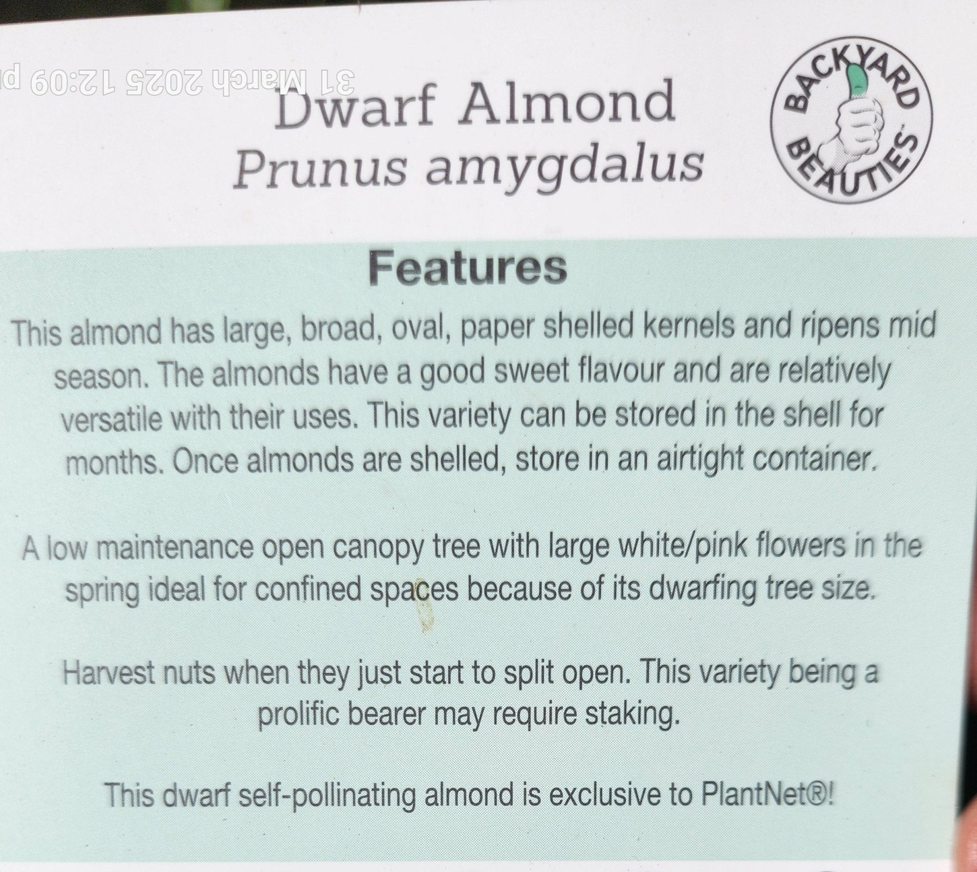 Dwarf Almond Self Pollinating - Ladybird Nursery