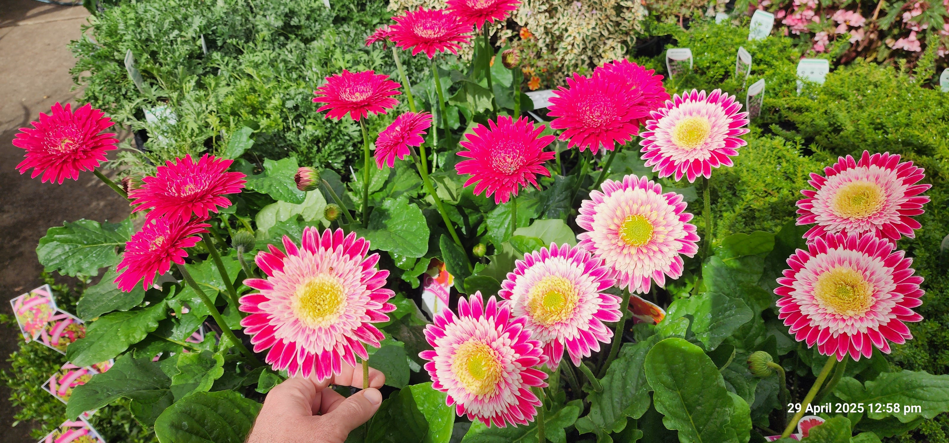 Bright pink and yellow gerbera daisies with vibrant green leaves in a garden setting under daylight