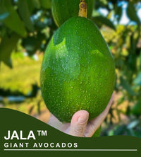 Avocado Giant Jala 5Ltr pots