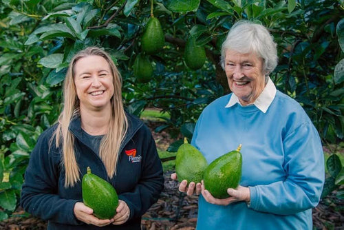 Avocado Giant Jala 5Ltr pots - Ladybird Nursery