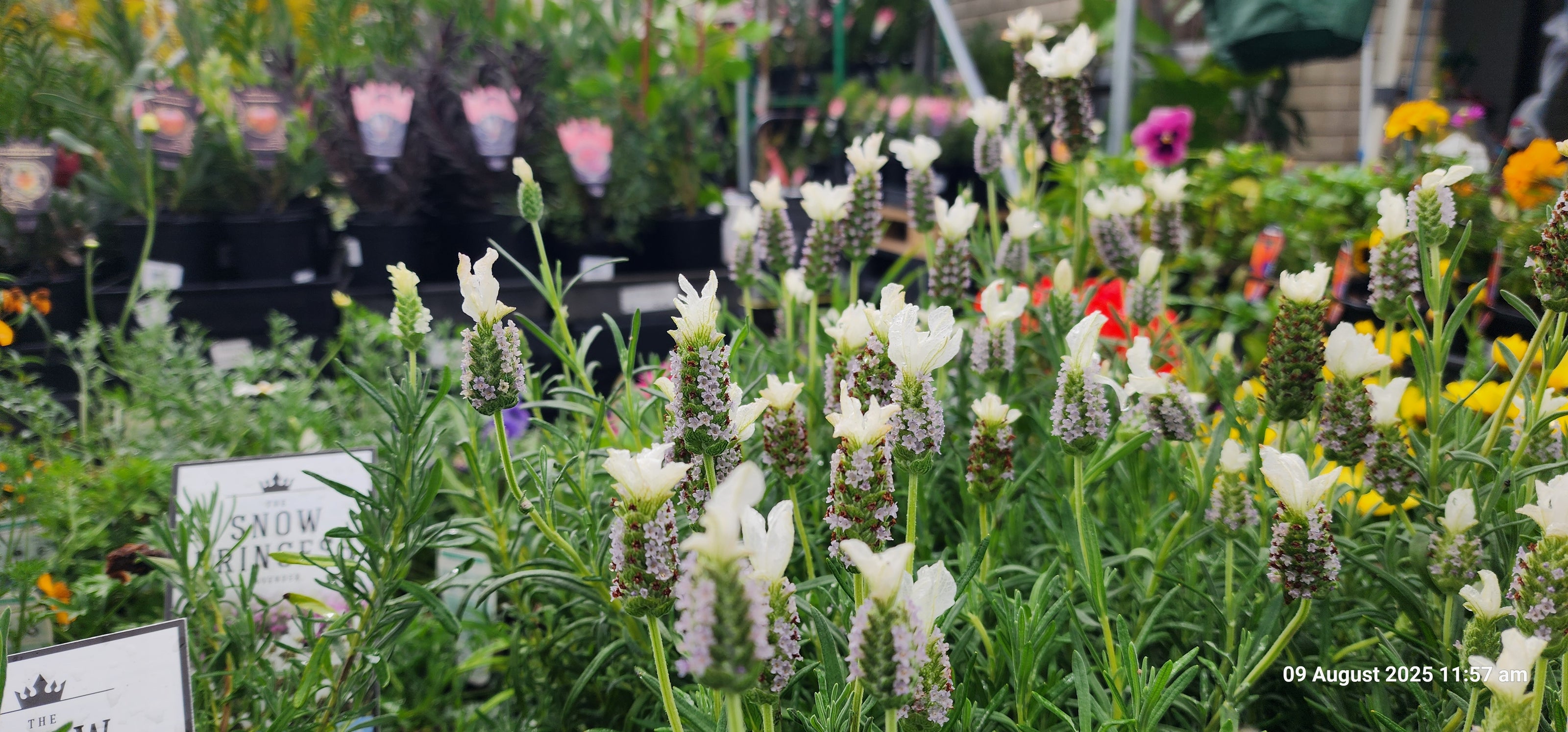 Garden bed filled with white and purple flower spikes surrounded by various colorful blooms and green foliage