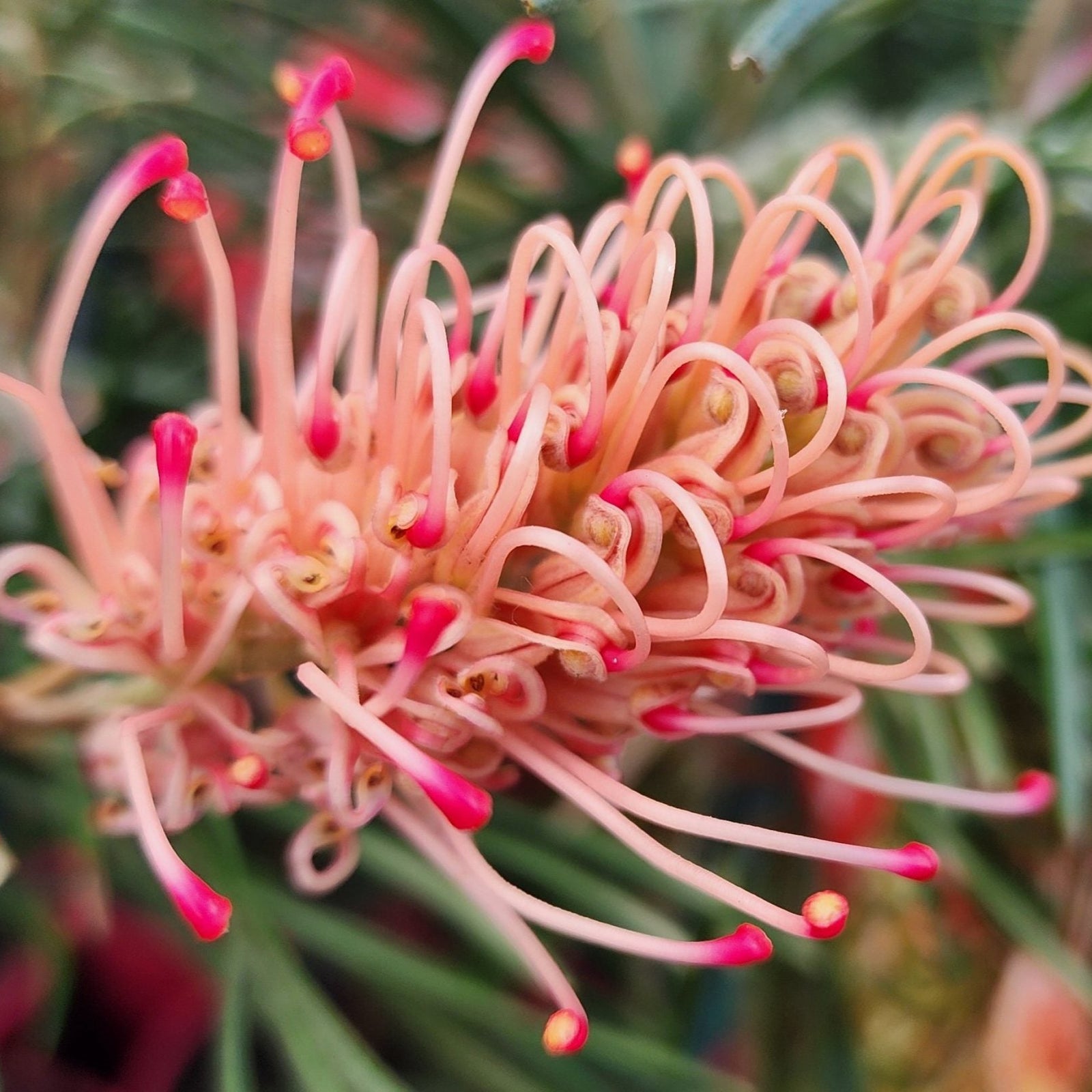 Grevillea 'Aphrodites Dream' large 200mm pot - Ladybird Nursery