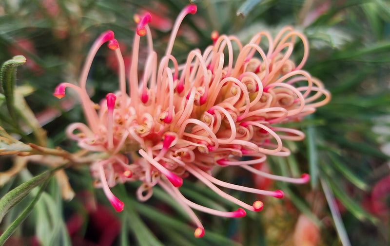 Grevillea 'Aphrodites Dream'