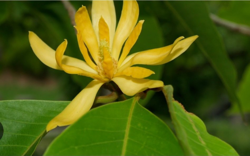 Champak (Michelia champaca) Cream/Yellow 140mm Pot - Ladybird Nursery