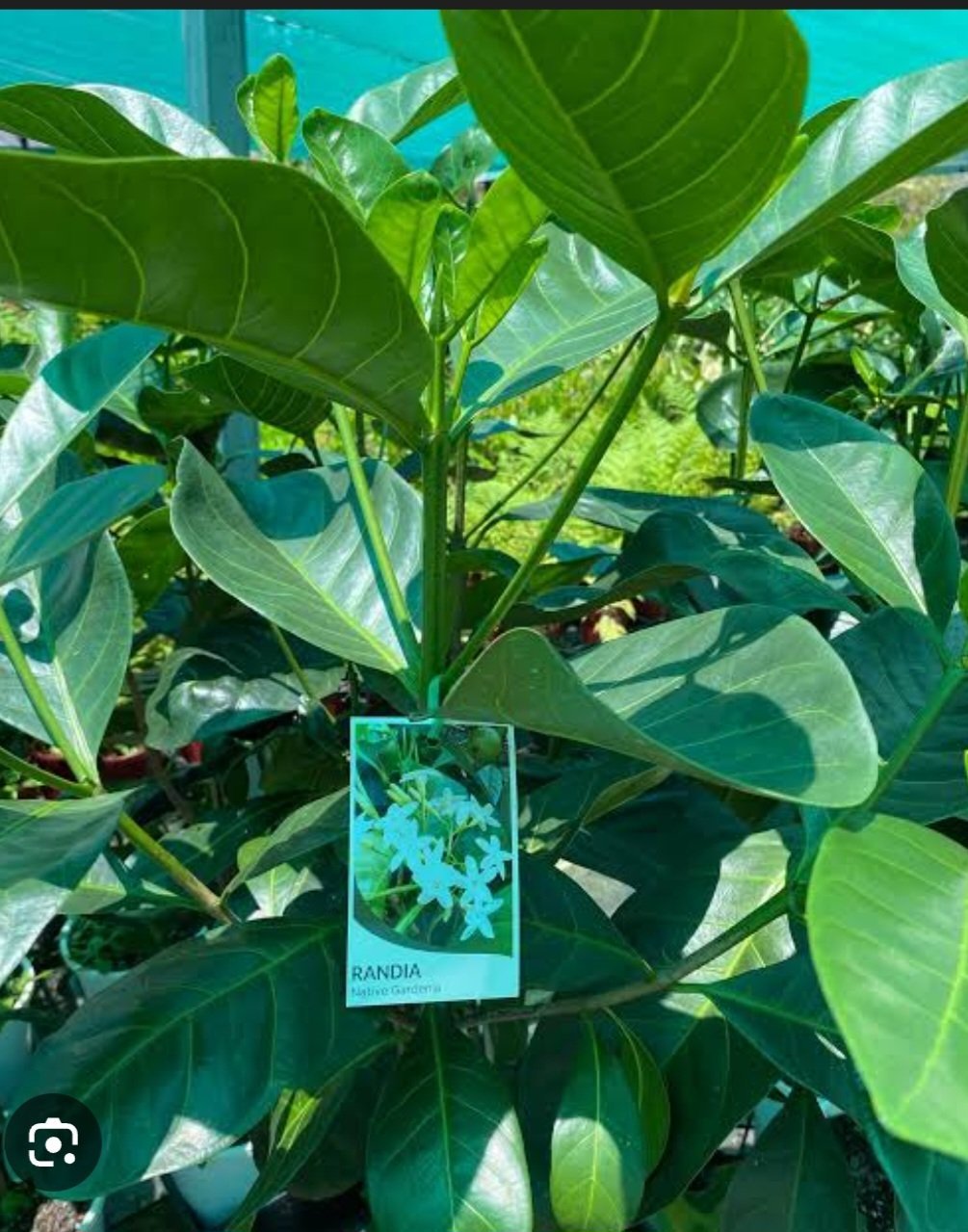 Atractocarpus fitzalanii - Native Gardenia (Tucker Bush™) - Ladybird Nursery