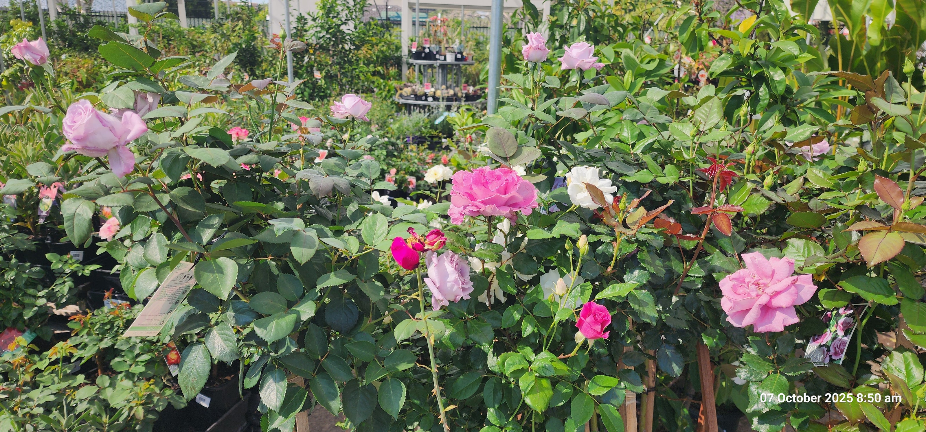 Garden scene with multiple pink roses blooming amid lush green foliage in a greenhouse setting.