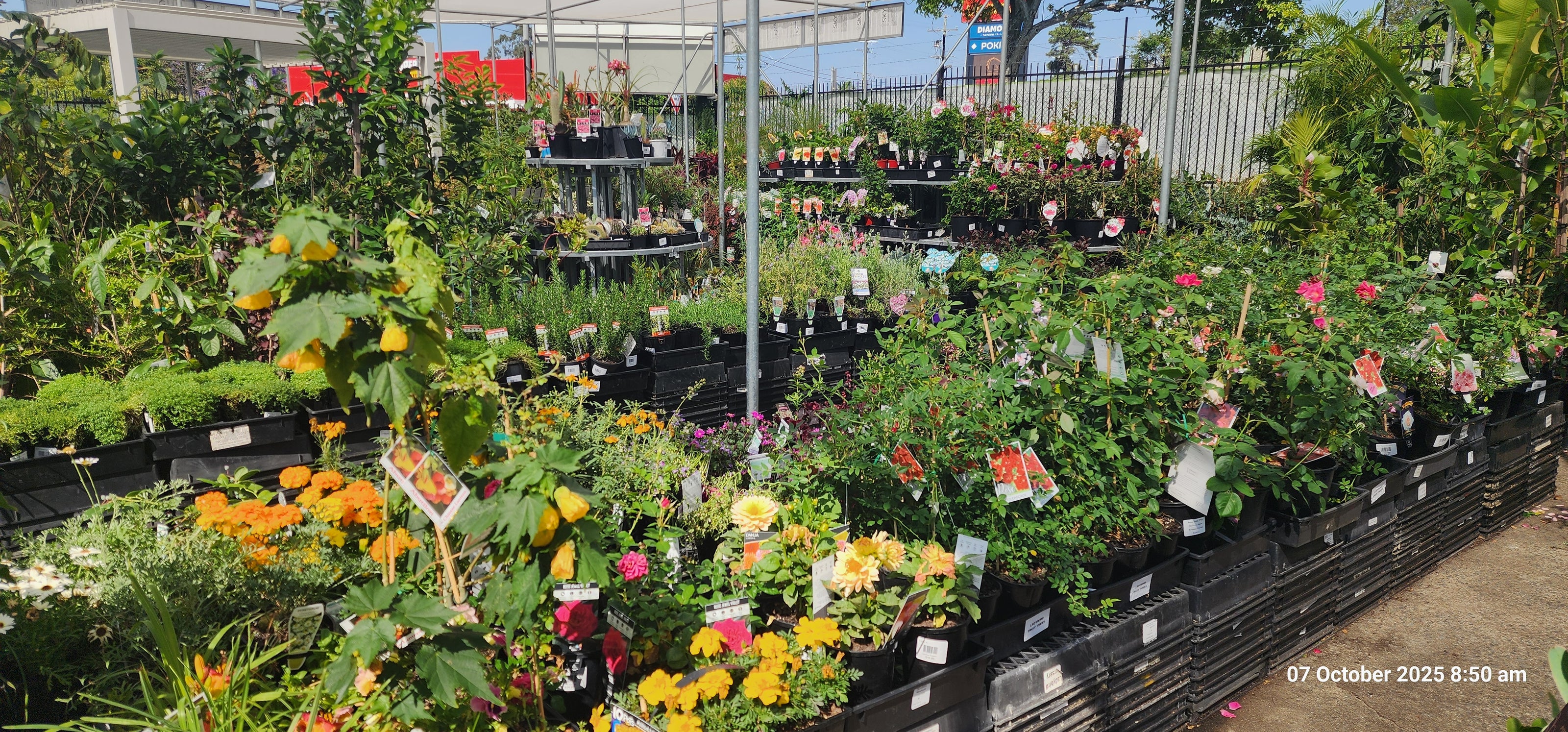 Nursery display of various flowering plants and shrubs in black pots arranged on tiered wooden shelves under clear sky