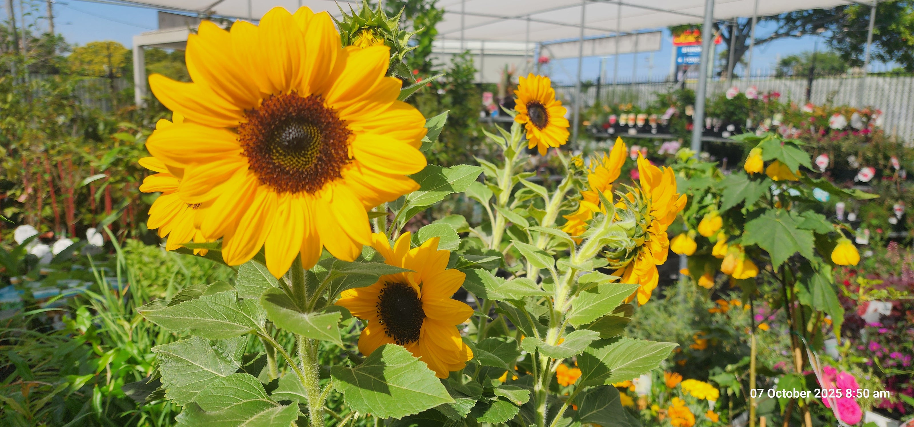 Bright yellow sunflowers with large green leaves under a greenhouse structure on a sunny day