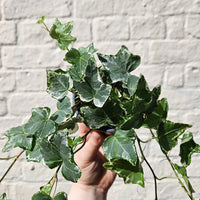 English Ivy Green (Hedera helix)
