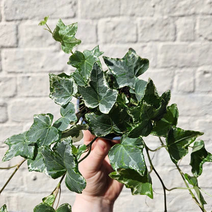 English Ivy Green (Hedera helix)