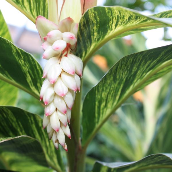 Shell Ginger (Alpinia zerumbet) - Ladybird Nursery