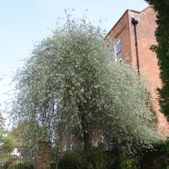 Weeping Pear pendula (Pyrus salicifolia)