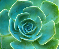 Hens and Chicks (Echeveria glauca)