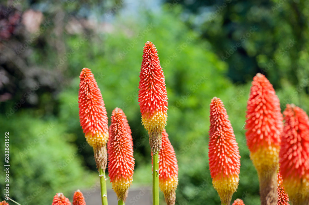 Red Hot Poker Traffic Lights (Kniphofia)
