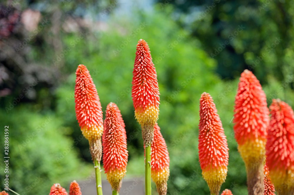 Red Hot Poker Traffic Lights (Kniphofia) - Ladybird Nursery