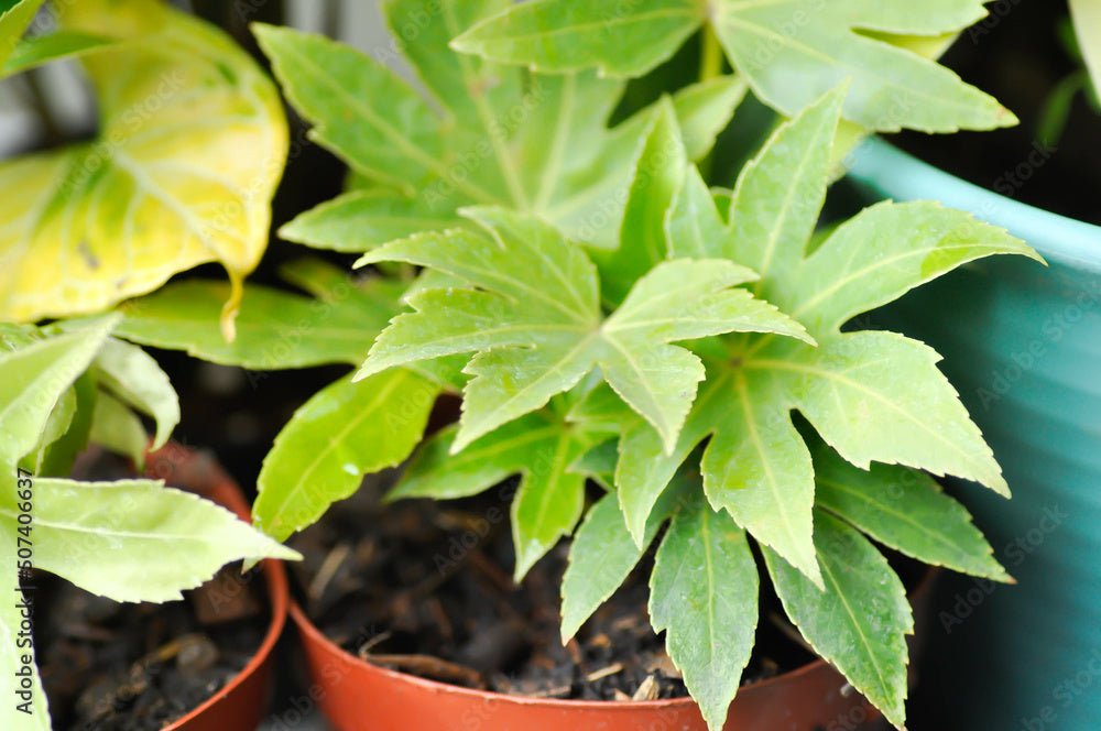 Spiders Web Aralia (Fatsia japonica) - Ladybird Nursery