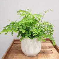 Elegant Maidenhair (Adiantum Elegans) - Ladybird Nursery