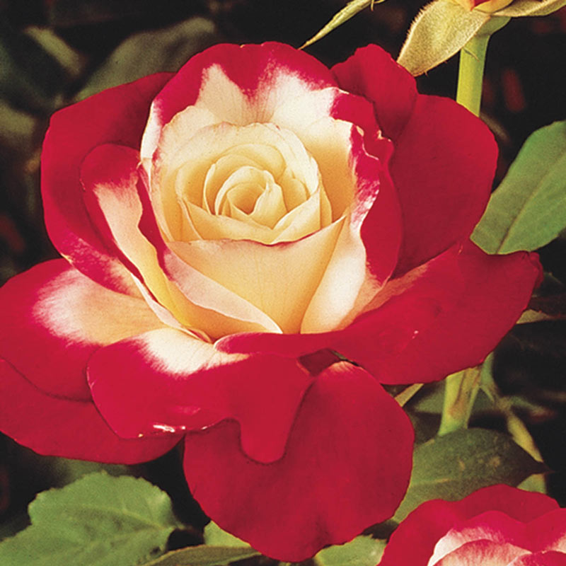 Rose Double Delight 3 ft Standards (Rosa)