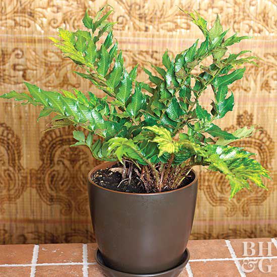 Holly Fern (Cyrtomium falcatum)